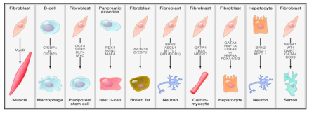 다양한 세포들의 주인전사인자와 역분화 인자