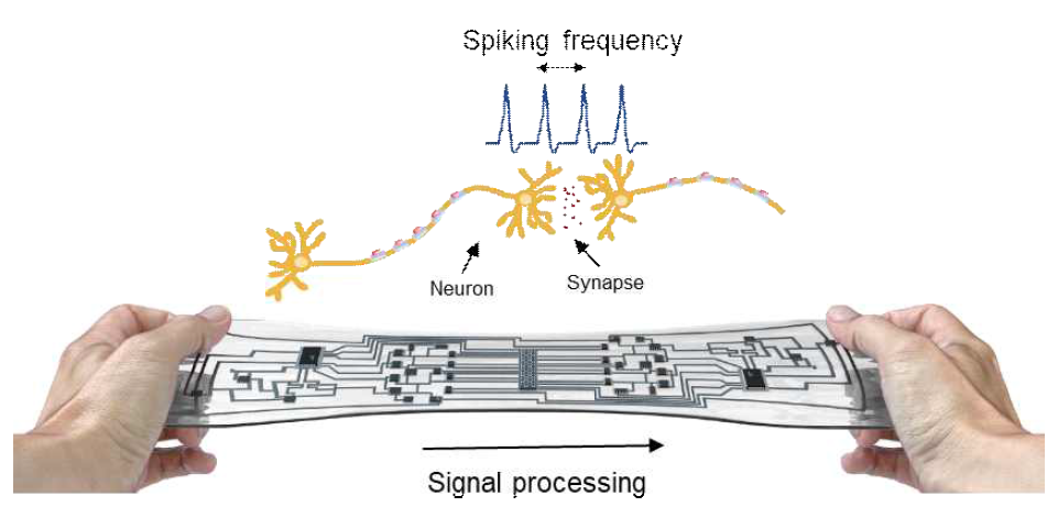 뉴로모픽 기능을 갖는 고신축성 회로 구현 모식도
