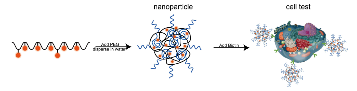 Schematic of giant fluorescent molecule for bio-imaging