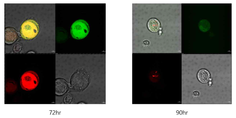 SNAP-FtnA(Ferritin) Baculovirus 감염 뒤 72, 90 시간 이후의 Confocal 이미지