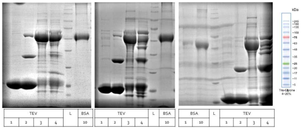 야생형 TEV 단백질 분해효소, 2: C151S, 3: D81Sep, 4: D81Sep + C151S. 왼쪽부터 정제 직후, 4℃에서 냉장보관한지 1일차, 3일차의 모습