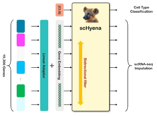 단일 세포 RNA 시퀀싱 데이터 분석을 위한 사전학습 모델의 모식도