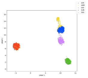 개발한 SNP foundation model에서 나온 각 인종 feature의 UMAP 결과