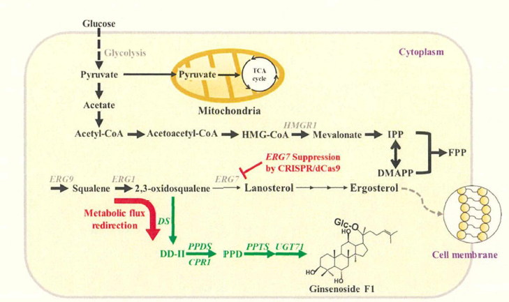 CRISPR/Cas9 및 CRISPR/dCas9 기반 진세노사이드 생합성 대사경로 재설계