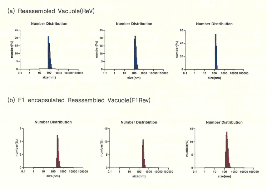 Vacuole 종류별 Nanoparticle 측정 결과