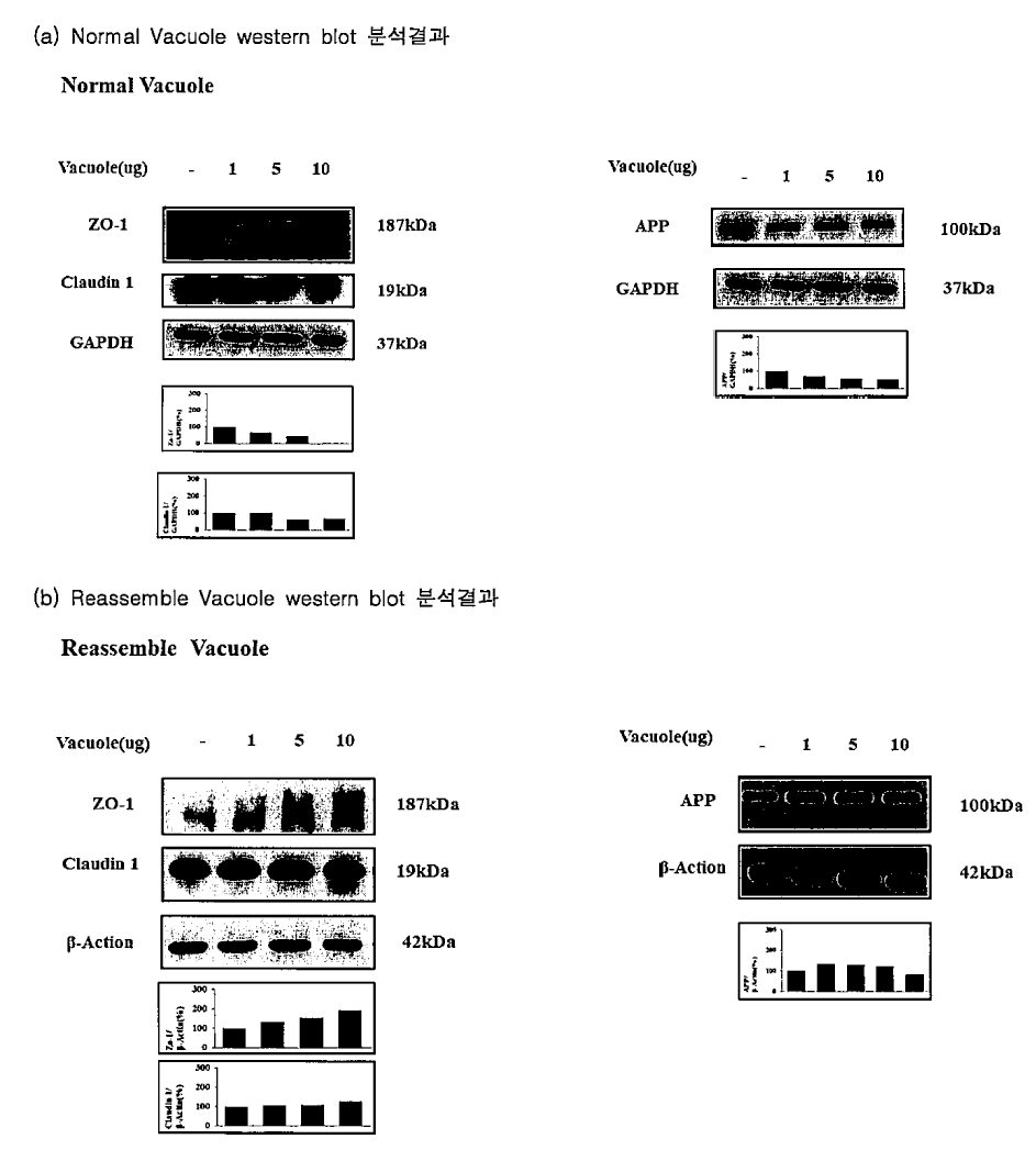 내피세포(hCMEC/d3)를 활용한 Normal vacuole 과 Reassemble vacuole의 농도별 western blot 확인 (a) Normal Vacuole treatment (b) Reassemble Vacuole treatment