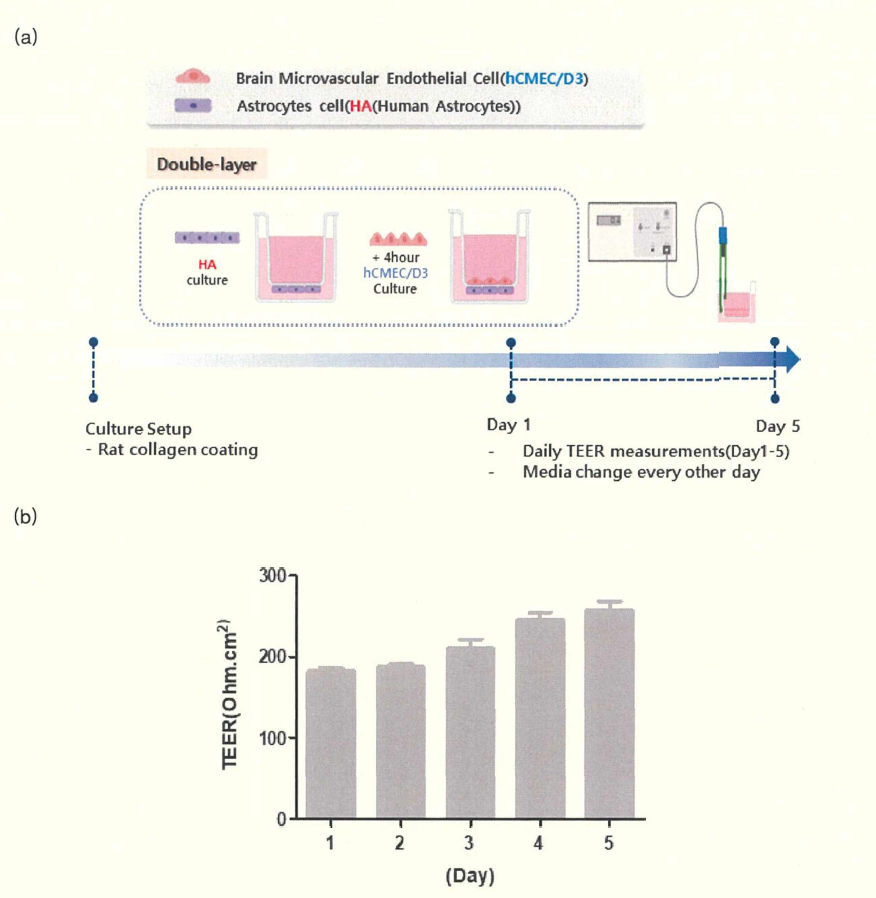 In vitro double layer BBB 모델구조 확립 및 BBB모델 구조 결합력 확인을 위한 TEER측정 결과