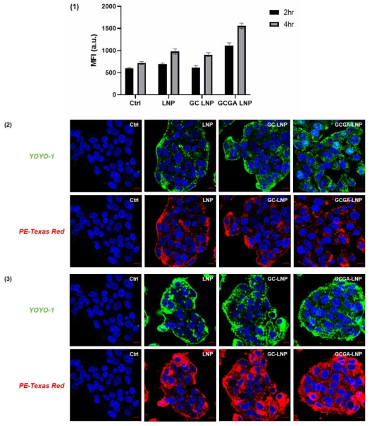 (1) 지방간 세포에서 나노입자의 cellular uptake FACS 분석. (2,3) 지방간 세포에서 나노입자의 cellular uptake confocal 분석. ((2) 나노입자 처리 2시간 이후. (3) 나노입자 처리 4시간 이후)