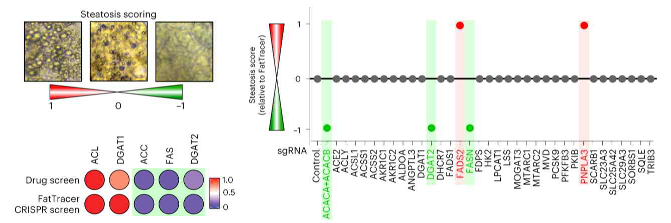 인간 간세포 오가노이드를 통해 크리스퍼 기반 지방증에 대한 표적 스크리닝 연구 [18]