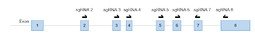 DGAT2 유전자의 엑손에 따라 디자인한 sgRNA 서열 모식도