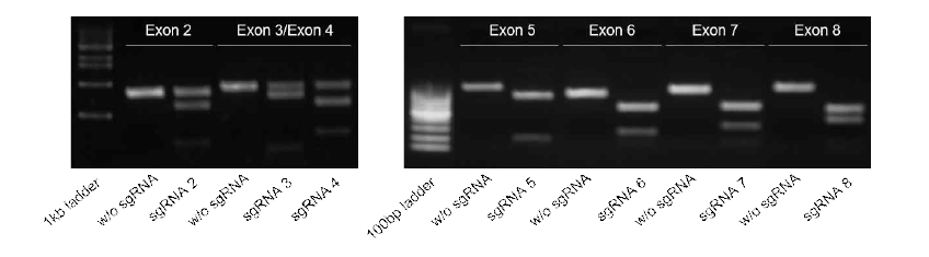 DGAT2 sgRNA에 대한 in vitro cleavage assay 결과