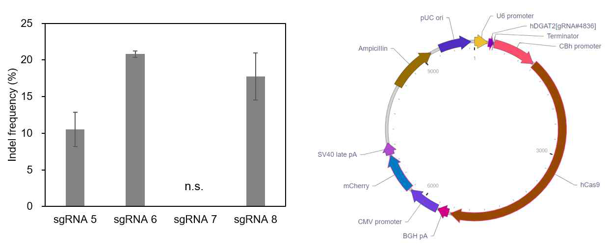 DGAT2 sgRNA의 차세대 염기서열(NGS) 분석 결과 및 Cas9, DGAT2 sgRNA를 공동 발현하는 플라스미드 벡터 모식도