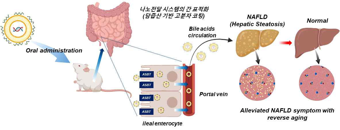 경구용 지질 나노입자 투여에 의한 간 노화 역전 및 비알코올성 지방간 치료 연구 모식도