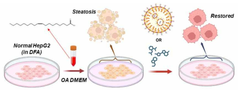 In vitro 지방간세포 모델 구축 및 지방간 치료 연구 모식도