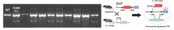 IL-17 리포터 마우스 제작을 위한 genomic D N APCR 분석 및 전략