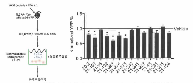 천연물 추출물에 의한 CD4 T 세포의 YFP 발현 변화