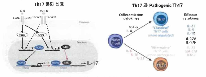 Th17 세포 분화 신호와 병원성 T M 7 세포의 규명