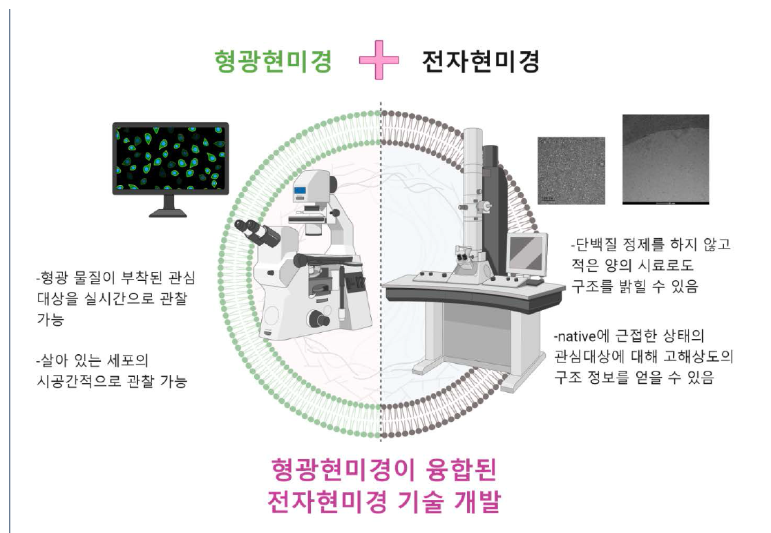 형광현미경의 장점과 전자현미경의 장점이 융합된 시스템 (형광 현미경 융합 전자현미경)