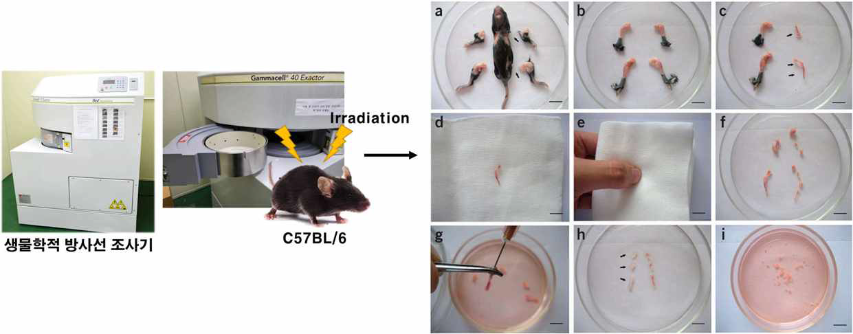 방사선 조사 전 후 마우스 골수세포 추출 방법 Nat Protoc. 2010 Mar;5(3):550-60