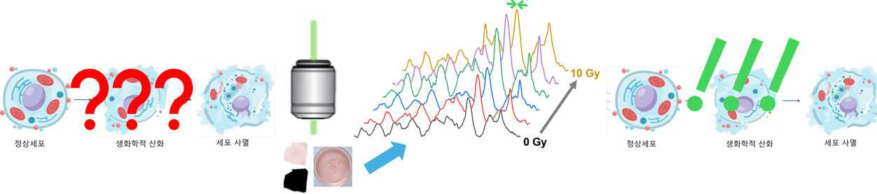 라만 분광학들 이용한 방사선 조사 전.후 마우스 골수세포 및 피부 조직 구조 분석