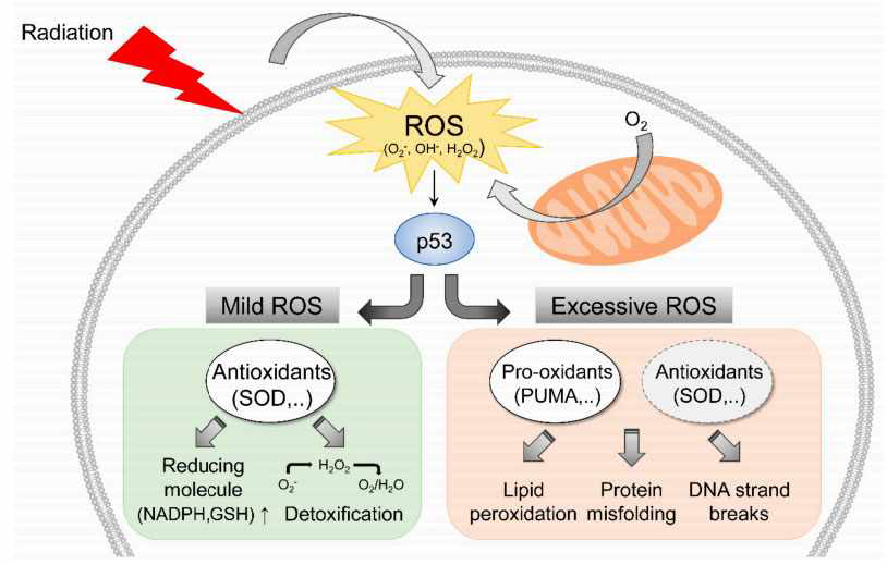 방사선에 의해 유도된 R0 S의 반응 Cells. 2019 Sep 18;8(9):1105. doi: 10.3390/cells8091105