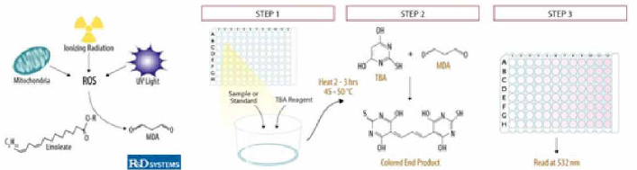 Malondialdehyde (MDA) assay