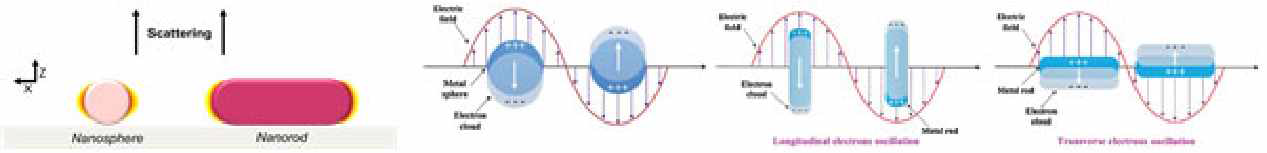 구형과 막대형 나노입자의 국소플라즈마(LSPR)