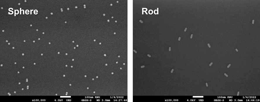 구형과 막대형 금 나노입자의 SEM 이미지