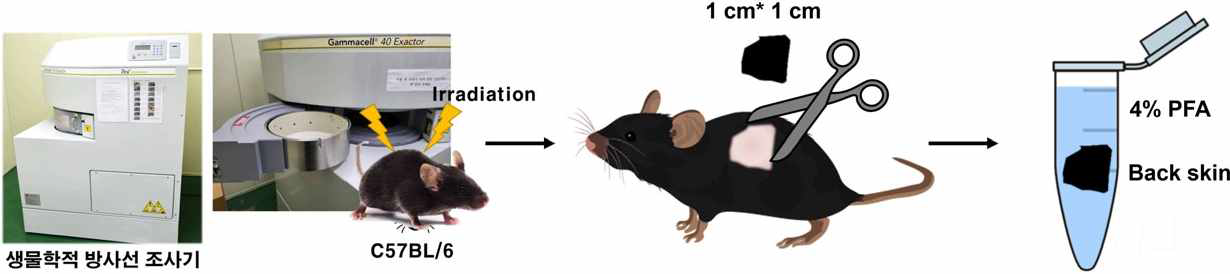 방사선 조사 전후 피부조직 샘醫링 과정