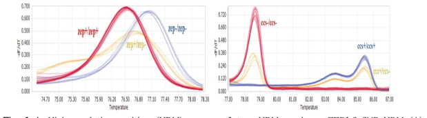 High-resolution melting (HRM) curves of two HRM markers, ZEP1.2-SNP-HRM (A) and CCS-indel1-HRM (B). (A); The phenotypes of zep+/_ is yellow and zep-/zep- is orange. (B); The phenotypes of ccs+/_ is red and ccs-/ccs- is yellow or orange