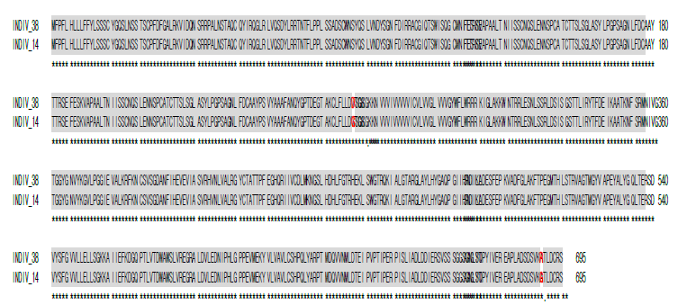 Alignment of CA03g08850 amino acid sequences encoding putative LRR receptor-like serine/threonine-protein kinase RKF3. Multiple sequences were aligned using ClustalX ver. 1.83 software. Amino acids shaded in gray are the same amino acid and amino acids shaded in white are different amino acids. INDIV_38 and INDIV_14 are the A genotype and B genotype of C03_39713923-HRM in ‘Hera Red’ F2 population, respectively