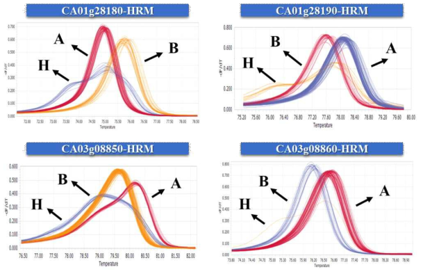 Validity test of developed four gene-based markers in 86 paprika germplasm and seven paprika cultivars. The blue box contains name of gene-based marker. Arrows indicate each genotype. H, heterozygous genotypes; A, homozygous female parent genotypes; B, homozygous male parent genotypes