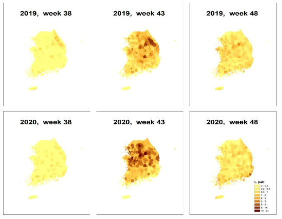 질병관리청 제공 기후변화 거점센터 자료: 2019, 2020년의 38, 43, 48번째 주(9월 16일, 10월 21일, 11월 25일)의 예측치를 기반 (A) 대잎털진드기 전국지도