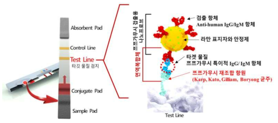 쯔쯔가무시 IgG/IgM 항체 검출용 라만 래피드키트 구성도