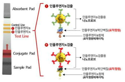 인플루엔자 A/B 동시 검출용 라만 래피드키트 구성도