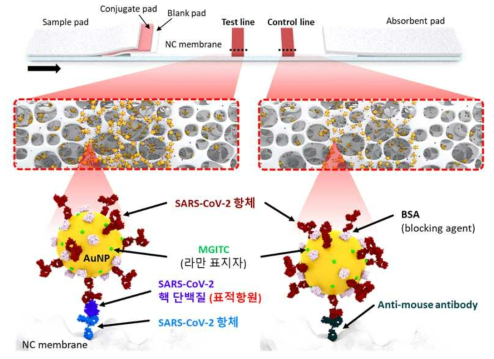 SARS-CoV-2 항원 검출용 라만 래피드키트 구성도