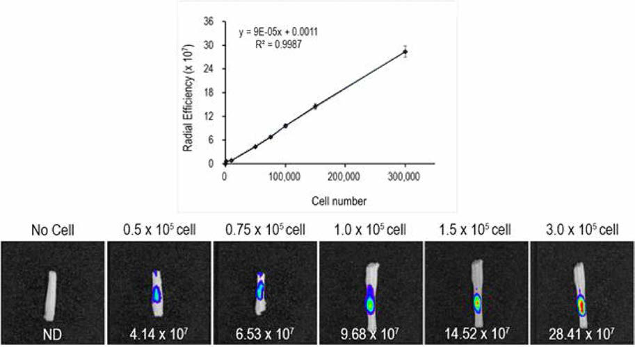 linearity and correlation coefficience between CM-Dil labeled cell number and total radial efficiency (n=3 per each cell number).