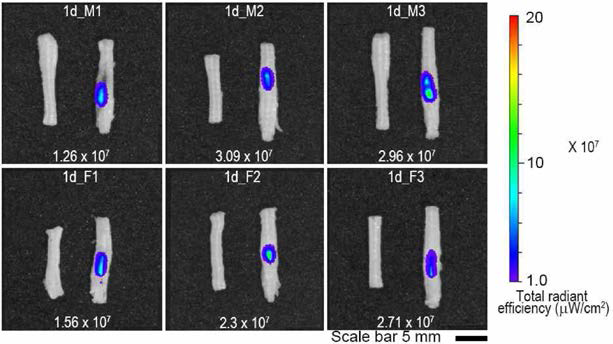 Representative fluorescence optic image of spinal cord injected with spheroids composed by 1 x 105 CM-Dil-labeled nerve derived stem cells at 1 d of injection