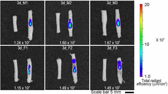 Representative fluorescence optic image of spinal cord injected with spheroids composed by 1 x 105 CM-Dil-labeled nerve derived stem cells at 3 d of injection