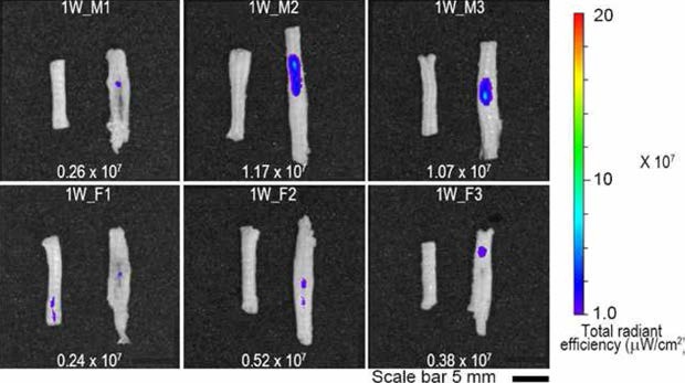 Representative fluorescence optic image of spinal cord injected with spheroids composed by 105 CM-Dil-labeled nerve derived stem cells at 1 week of injection