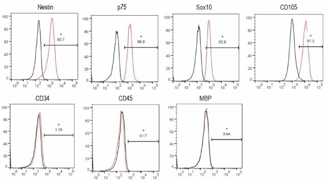 Flow Cytometry를 이용한 원료세포 NCSCs의 확인 및 순도 시험