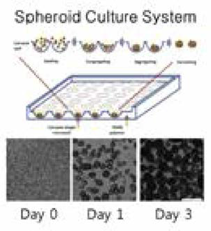 Suspension culture system을 통한 NCSCs의 신경능선 계열 세포로의 분화능력 평가