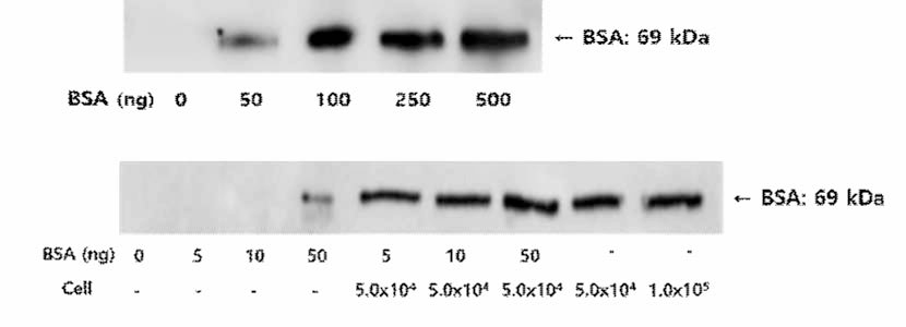 Western Blot 방법을 이용한 내 BSA 검출한계