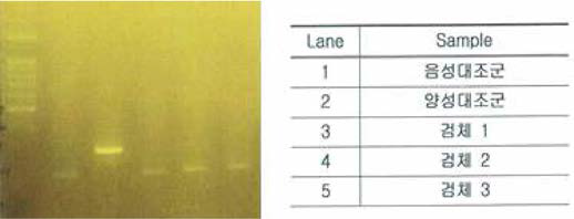 정성적 PCR을 이용한 48종 myocplasma 감염의 평가법 도입
