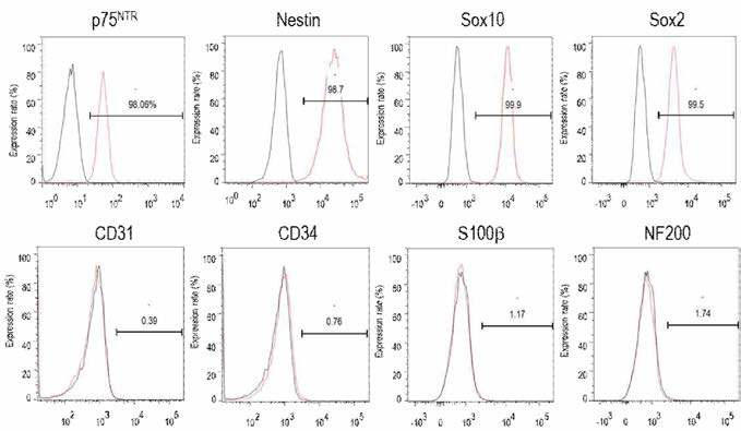 말초신경 유래 NCSC 면역표현 특성 평가. NCSCs 의 확인은 신경능선세포 표지자인 nestin, p75(CD271), S,oxl0, Sox2 표지자 발현율로 평가하였으며, 순도는 CD31, CD34, SlOOb, NF로 발현율을 flow cytometry로 평가