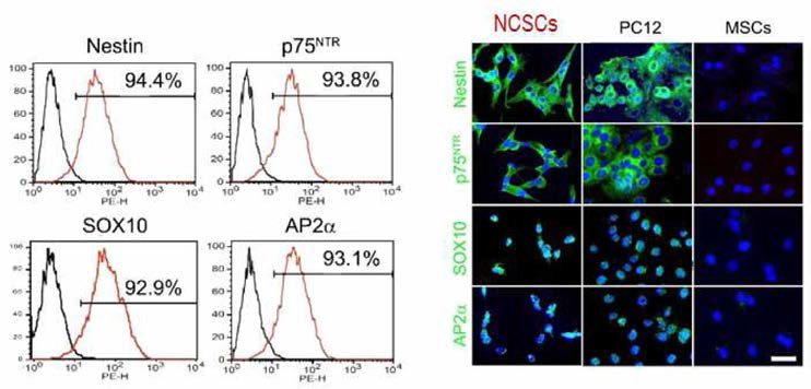 말초신경 유래 NCSC 순도 평가. NCSCs의 순도는 신경능선세포 표지자인 nestin, p75, S0X10, AP2a 표지자 발현율을 flow cytometry로 평가하고(좌) 면역형광염색을 통하여 검증(우)