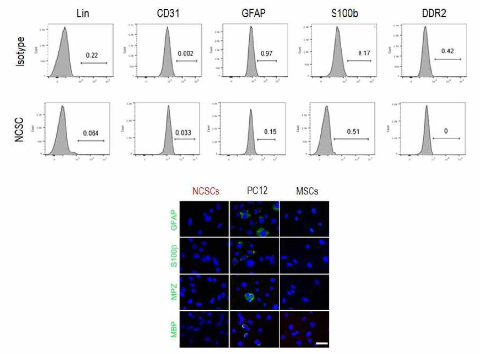 말초신경 유래 NCSC 순도 평가. 조혈계 및 림프계 세포, 혈관내피세포, 신경세포, 슈반세로, 섬유모세포 표지자 발현을 통한 NCSCs의 순도 평가