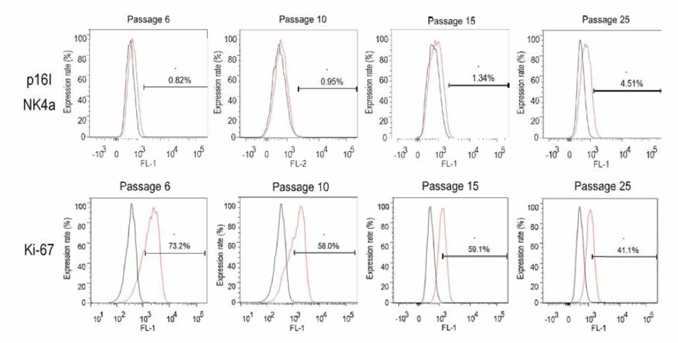 임상시험용 NCSC의 계대배양 차수에 따른 세포 성장능(Ki-67) 및 노화도(pl6/M치 표지자의 발현율