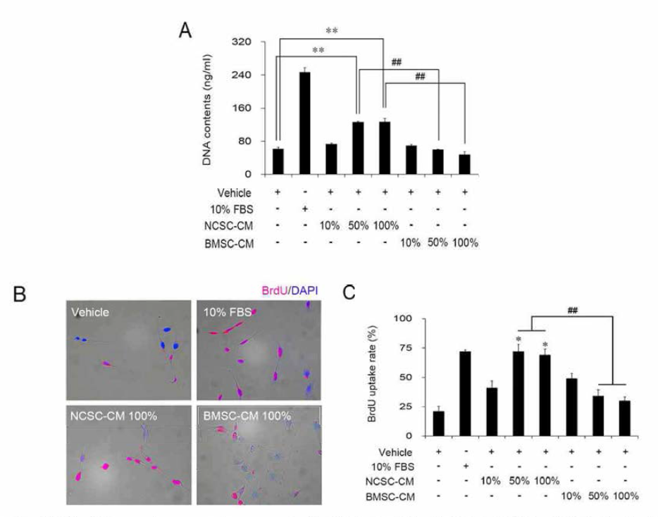 dsDNA 함양 및 bromodeoxy uridine uptake를 통한 NCSC의 신경줄기세포의 세포성장 및 세포이주 유도 능력 검증