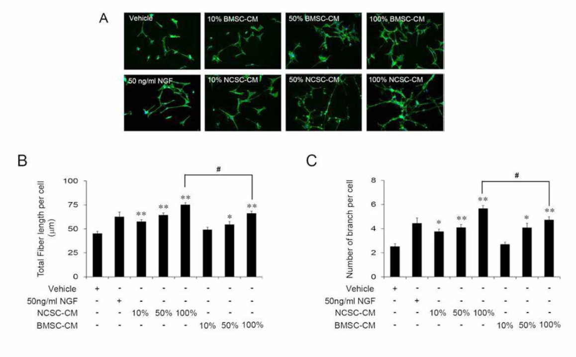 NCSC의 신경줄기세포 Axon growth 및 synaptogenesis 유도능력 검증